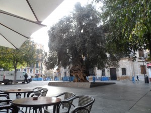 L'olivera de Cort, arbre mil·lenari símbol d'un poble amb història, arrelat a la terra i que vol viure en pau.